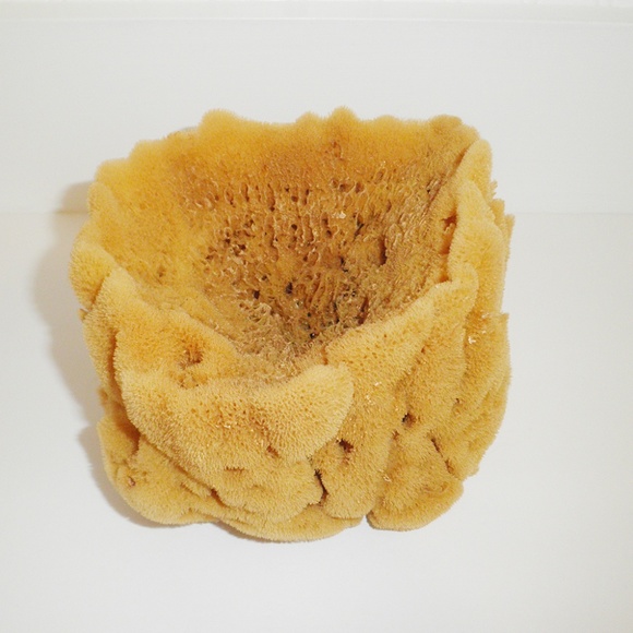 Anthropologie Other - Large Natural SEA SPONGE unbleached Nautical Decor Anthropologie Other - Large Natural SEA SPONGE unbleached Nautical Decor